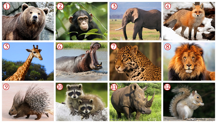 Từ vựng tiếng Anh về Các loài động vật | Từ vựng tiếng Anh theo chủ đề & hình ảnh