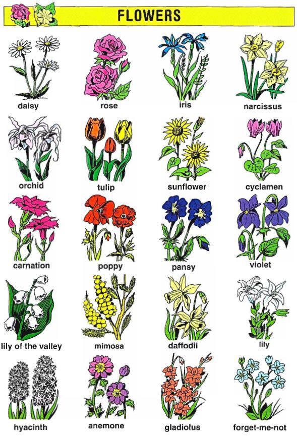 Từ vựng tiếng Anh về Các loài hoa | Từ vựng tiếng Anh theo chủ đề & hình ảnh