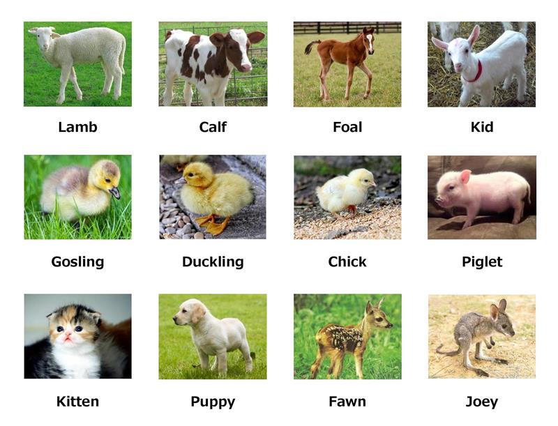 Từ vựng tiếng Anh về Các con vật khi còn nhỏ