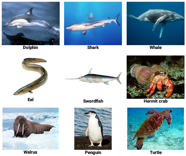 Từ vựng tiếng Anh về các loài động vật (phần 3)