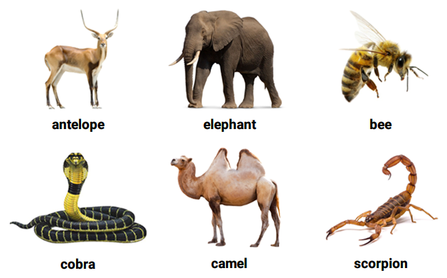 Từ vựng tiếng Anh về các loài động vật (phần 4)