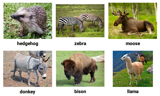 Từ vựng tiếng Anh về các loài động vật (phần 5)