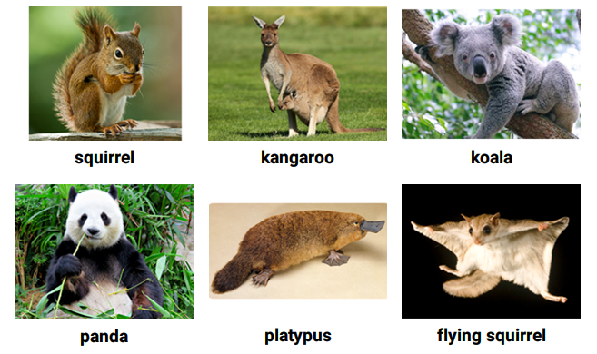 Từ vựng tiếng Anh về các loài động vật (phần 7)