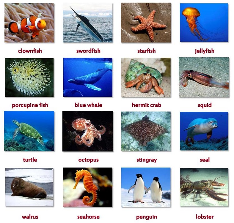 Từ vựng tiếng Anh về Sinh vật biển